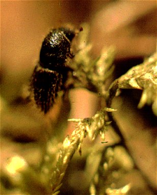 Ips typographus preparing to fly