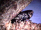 Scolytus multistriatus