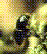 Ips typographus