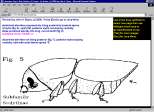 Key for European Bark Beetles in Java
