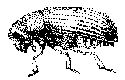Hylurgops